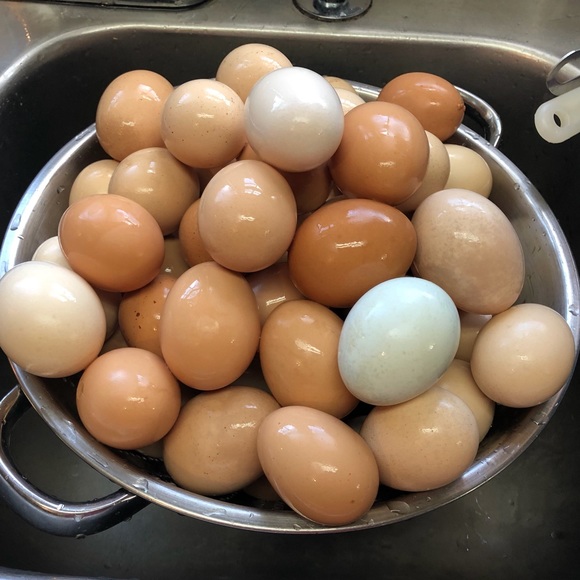 Meet your Posher, Dana - Picture 1 of 1